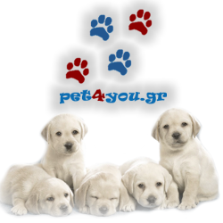 pet4you_250x250